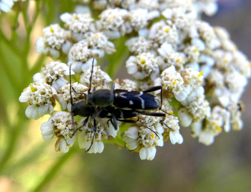 Chlorophorus sartor